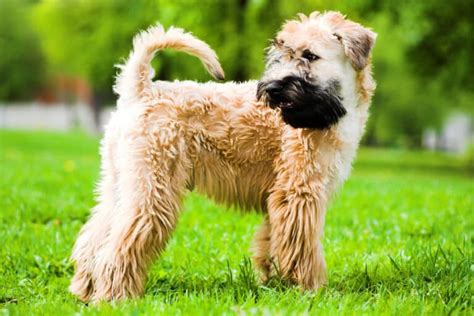 soft coated wheaten terrier health testing|soft coated wheaten terrier health issues.